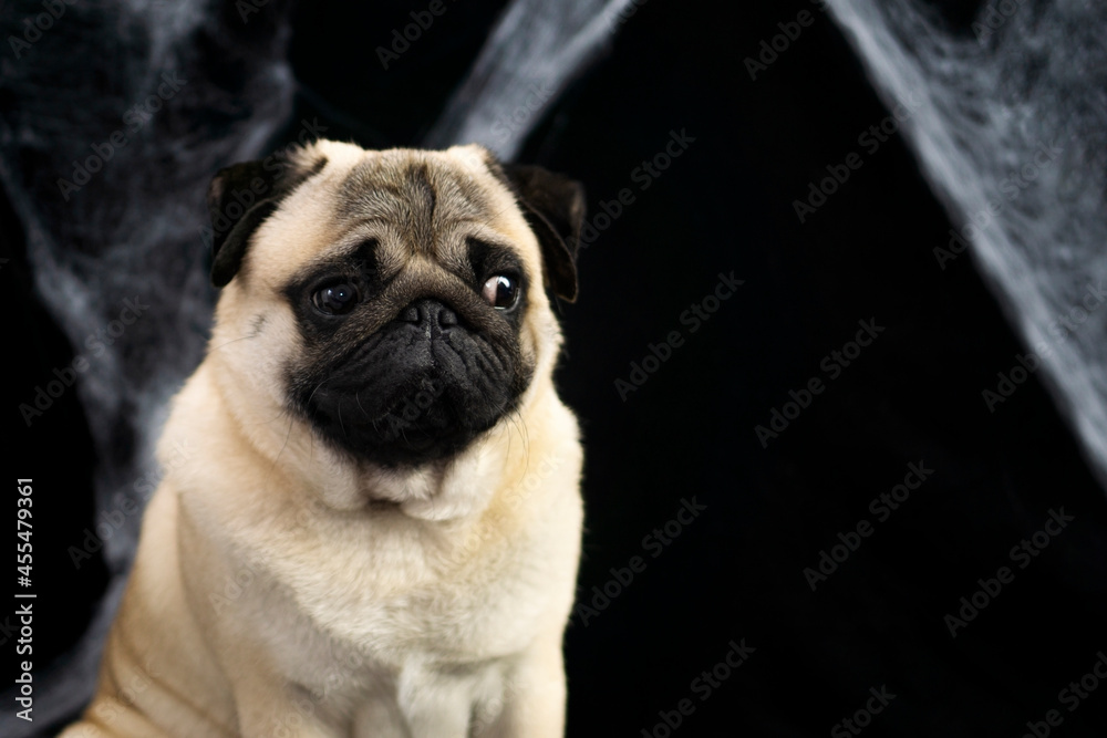 Halloween funny scared pug dog. Portrait of a pug dog with a surprised and shocked muzzle expression sits on a black background with spider webs and copy space.