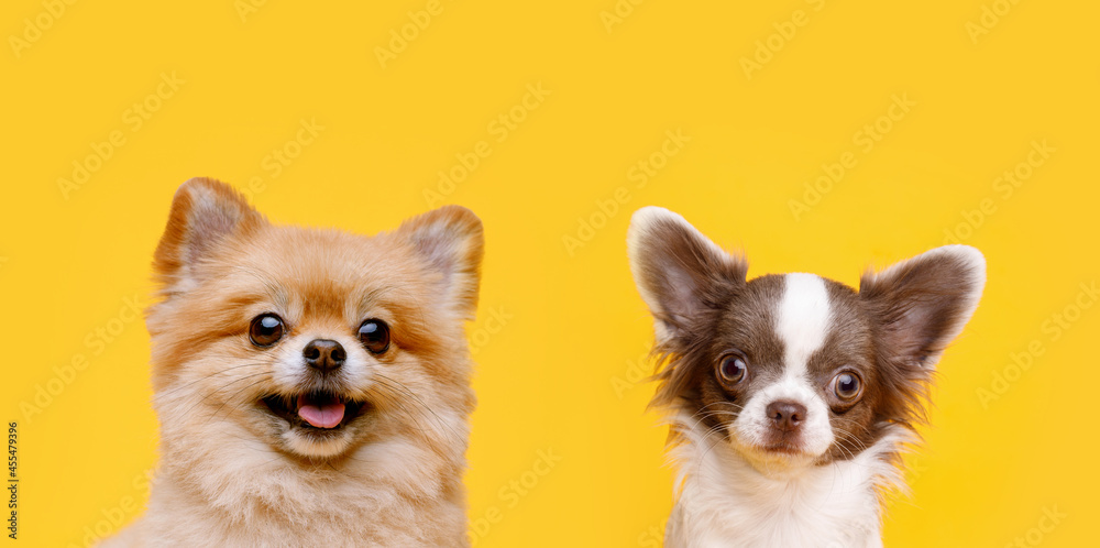 Funny smiling dogs on trendy yellow background. Lovely fluffy puppies of pomeranian spitz and chihuahua.