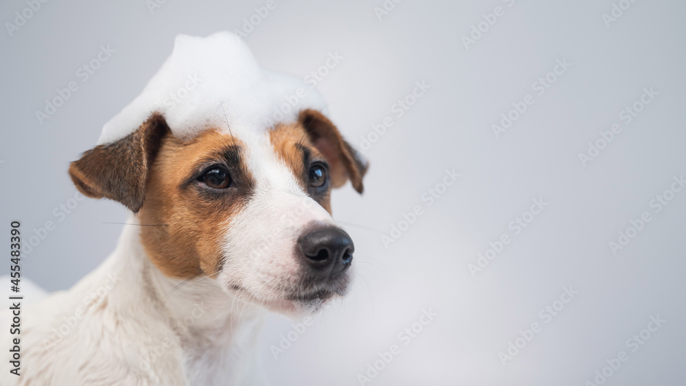 Funny dog jack russell terrier with foam on his head on a white background. Copy space. Widescreen.