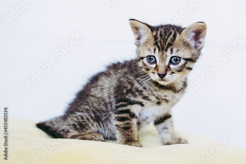 Portrait d'un adorable chaton tigré aux yeux bleus - Isolé sur un fond blanc