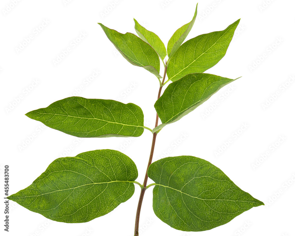 Twig with green leaves of Tatar honeysuckle, lat. Lonicera tatarica, isolated on white background Twig with green leaves of Tatar honeysuckle, lat. Lonicera tatarica, isolated on white background