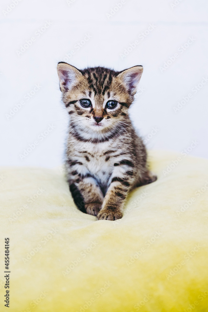 Portrait d'un adorable chaton tigré aux yeux bleus - Isolé sur un fond blanc Portrait d'un adorable chaton tigré aux yeux bleus - Isolé sur un fond blanc