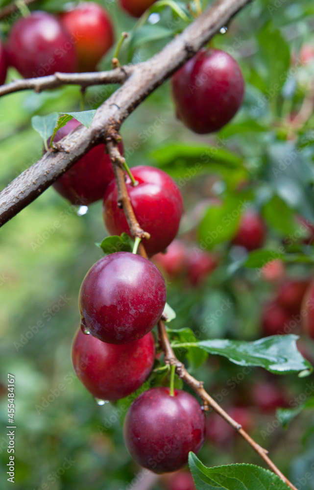 Plum Opal - delicious purple and pink sweet fruit on the tree branch in the orchard. Plum Opal - delicious purple and pink sweet fruit on the tree branch in the orchard.