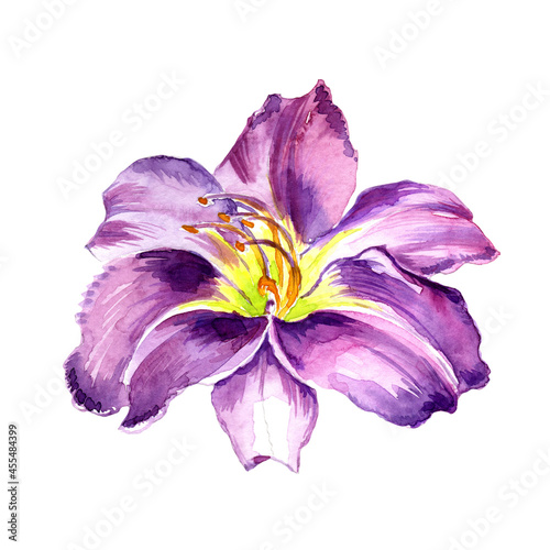 Watercolor flower Isolated on a white background. © Ulia