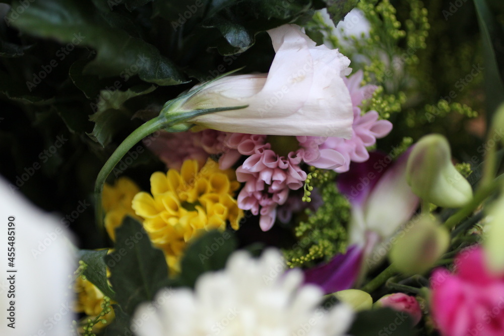 Fototapeta premium 花