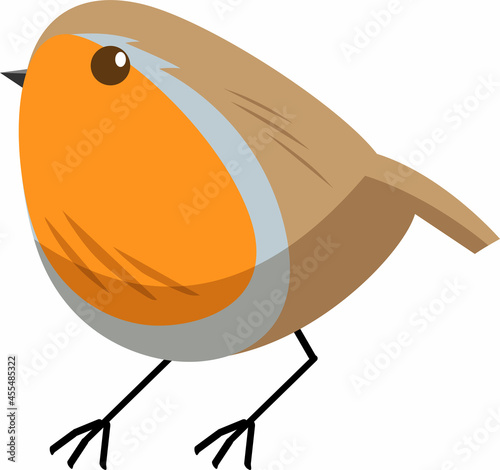Robin bird isolated