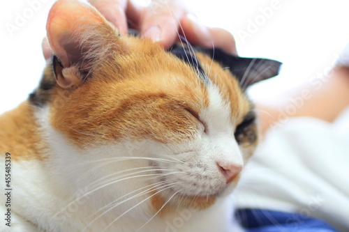 ご満悦な猫