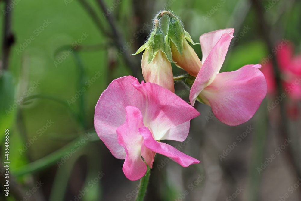 Pink sweet pea flowers in close up Pink sweet pea flowers in close up