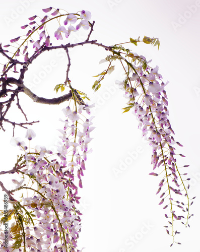 wisteria 2
