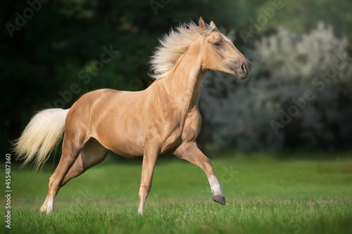 Cremello horse with long mane free run in green meadow © kwadrat70
