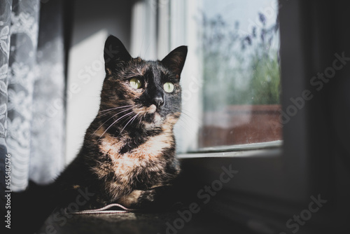 cat on window