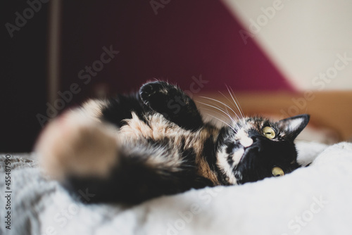 Tortoiseshell cat on the bed