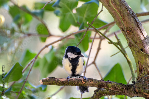 great woodpecker on tree