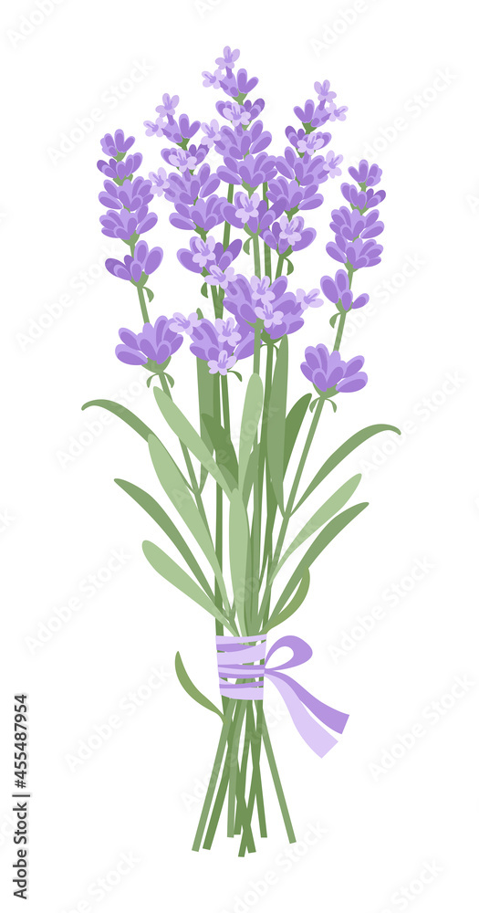 Obraz premium Lavender. A bouquet of delicate lavender flowers tied with a lilac ribbon. Vector illustration isolated on white background. 