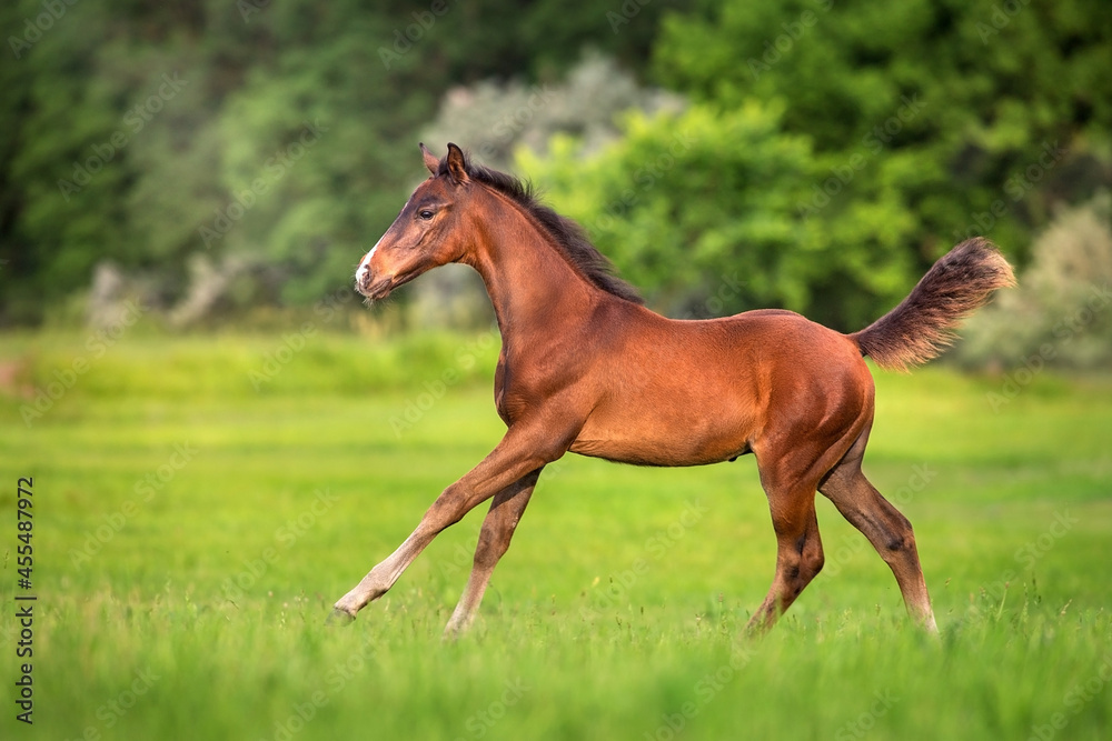 mare and foal