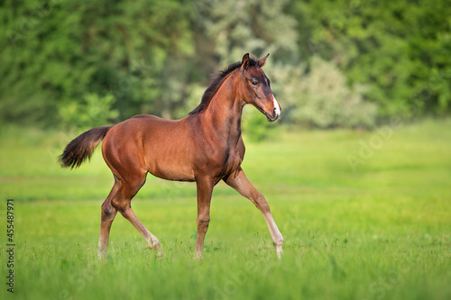 Bay foal run in green meadow © kwadrat70