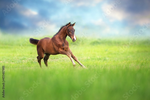 Bay foal run in green meadow