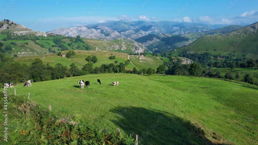 Group of cows in the surroundings of the town of Solana near the Cuevas de Sopeña. Aerial view from a drone of the landscape in summer in the Miera Valley. Cantabria, Spain, Europe Group of cows in the surroundings of the town of Solana near the Cuevas de Sopeña. Aerial view from a drone of the landscape in summer in the Miera Valley. Cantabria, Spain, Europe