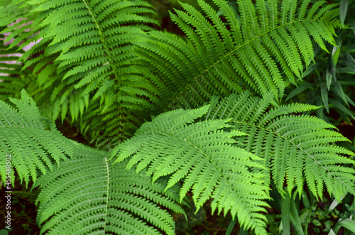 Forest fern leaves close-up. wild and ornamental plants. Botany.