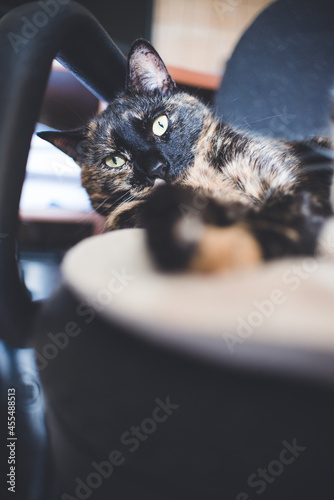 cat on the table