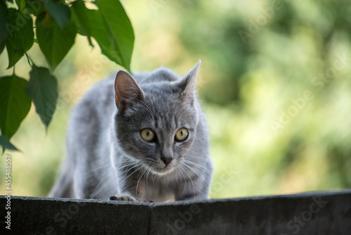 cat in the garden