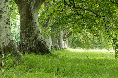 Beech trees and green foilage at Kingston Lacey Dorest England