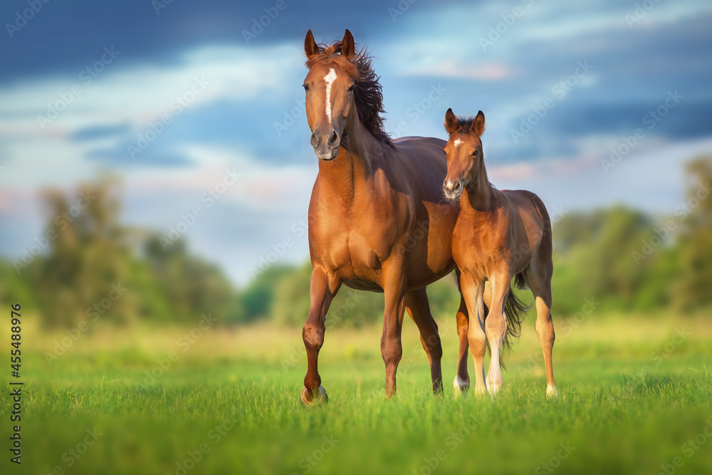 Red mare and foal on green pasture - obrazy, fototapety, plakaty 