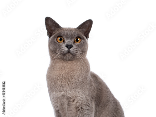 Head shot of Blue burmese cat kitten, sitting up facing front. Looking towards camera. Isolated on a white background.