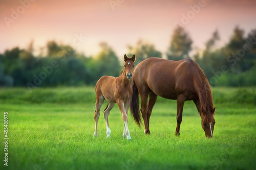 Red mare and foal on green pasturein sunrise © callipso88