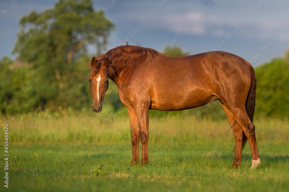 Obraz premium Red horse close up on field