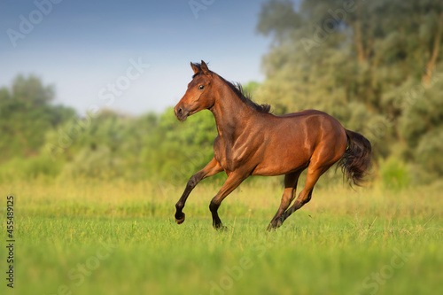 Bay young horse run gallop © callipso88