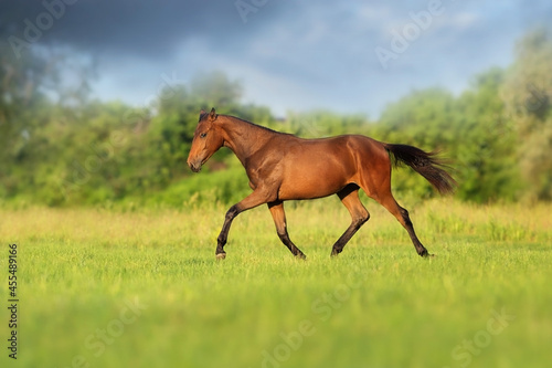 Bay horse run trotting on field