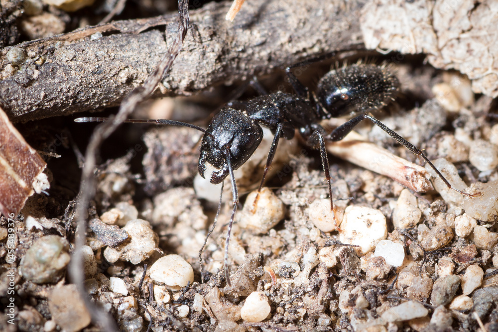 Major of Camponotus aethiops all dirty is struggling with the excavation of a tunnel Major of Camponotus aethiops all dirty is struggling with the excavation of a tunnel