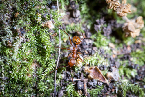 Aphaenogaster sardoa workers walks in the moss in search of food © zinco79