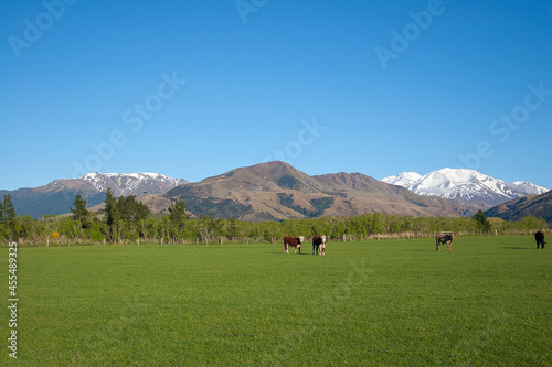 cows in the mountains © Guil