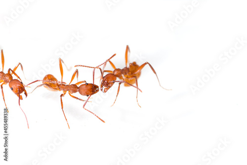 Aphaenogaster sardoa workers control each other, white background © zinco79