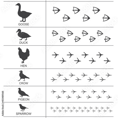 Silhouettes and footprints of birds of the suburbs and farms. Vector illustration.