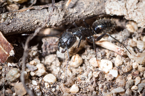 Major of Camponotus aethiops all dirty is struggling with the excavation of a tunnel