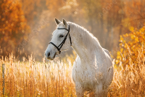 Portrait of beautiful white horse in autumn