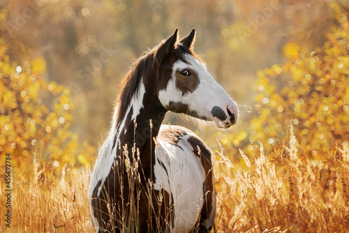Portrait of beautiful paint horse in autumn photo