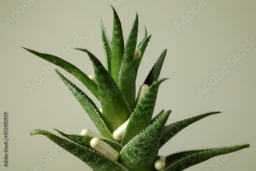 Aloe plant with capsule pills, close up
