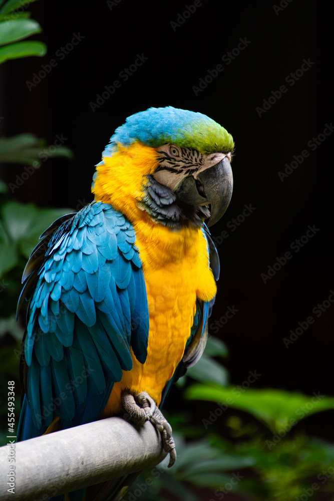Macaw in Gran Canaria, Spain