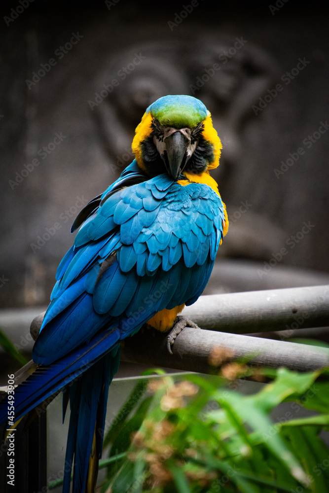 Macaw in Gran Canaria, Spain