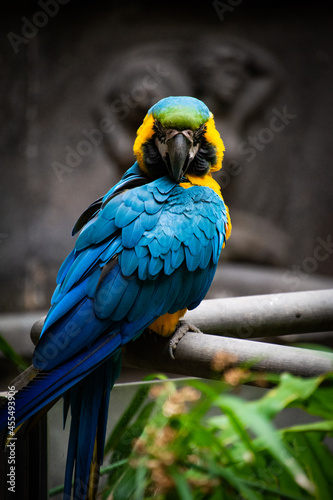 Macaw in Gran Canaria, Spain © theKissmate