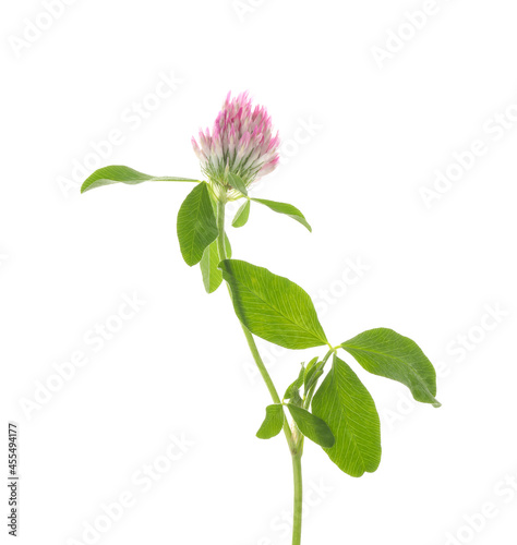 Beautiful clover flower with green leaves isolated on white