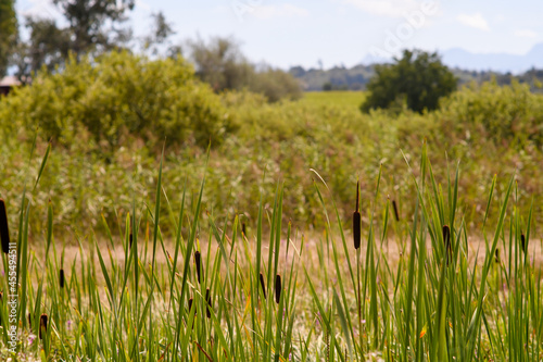 grass and sky