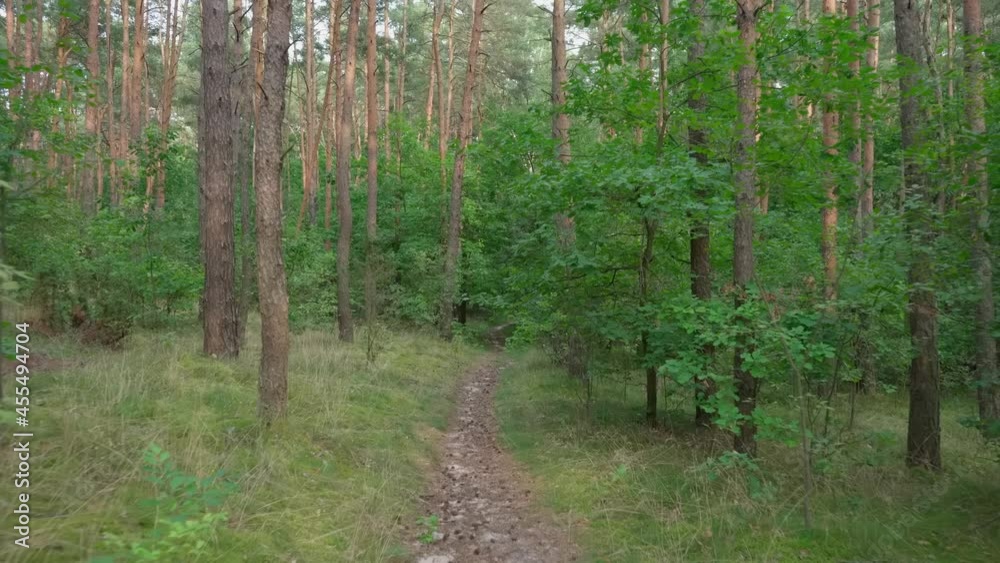 Movement along the path among the trees and shrubs of the European forest. Movement along the path among the trees and shrubs of the European forest.