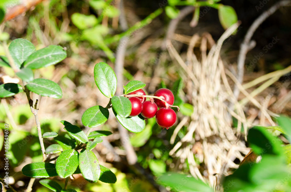 wild berry lingonberry in the forest. red berry on a branch wild berry lingonberry in the forest. red berry on a branch