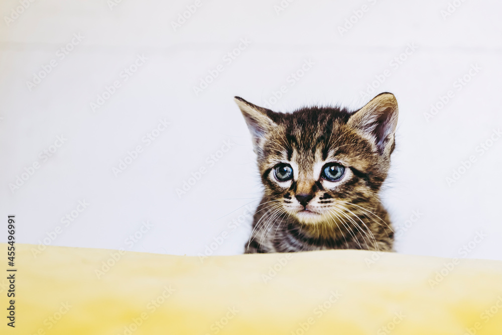 Portrait d'un adorable chaton tigré aux yeux bleus - Isolé sur un fond blanc