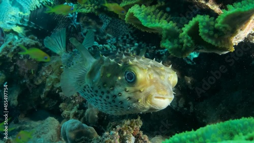 Close-up, Porcupinefish is hiding under under Lettuce coral. Ajargo, Giant Porcupinefish or Spotted Porcupine Fish (Diodon hystrix) and Lettuce coral or Yellow Scroll Coral (Turbinaria reniformis) photo